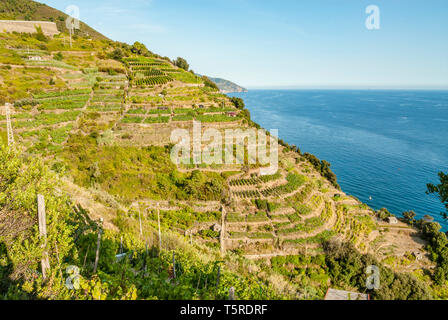 Farming terraces at Parco Naturale Cinque Terre, Monterosso al Mare, Liguria, North West Italy Stock Photo