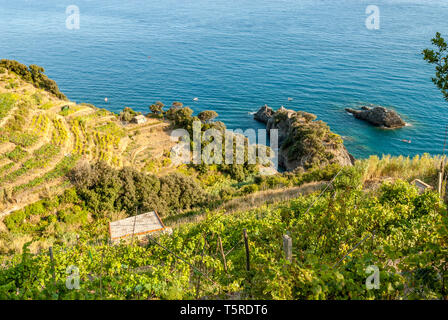 Farming terraces at Parco Naturale Cinque Terre, Monterosso al Mare, Liguria, North West Italy Stock Photo