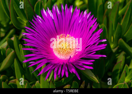 Springtime. Ice plant blossom, bright pink purple color closeup view, sunny day Stock Photo