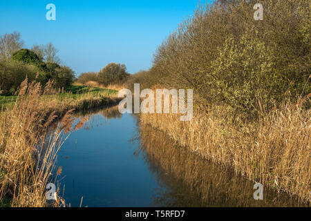 Waterway and reed beds at Wicken Fen Nature Reserve in Cambridgeshire, East Anglia, England, UK. Stock Photo