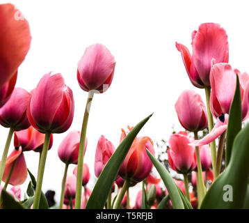 Bright pink, orange, rose spring tulips against overcast sky in city in early spring, bokeh effect, blurry foreground, urban beauty Stock Photo