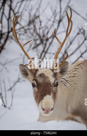 Front view at young reindeers head with antlers Stock Photo