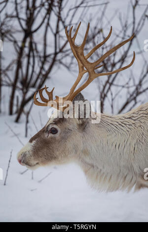 Side view of reindeers head. Close up to head and antlers Stock Photo