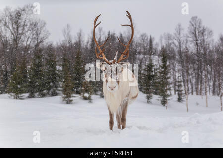 Reindeer in snow. Beautiful animal looking forward Stock Photo