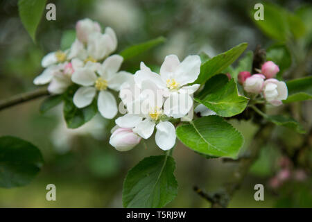 Apple Blossom close up, opening blooms of the apple blossom with the green leaves behind on an apple tree in an English orchard Stock Photo