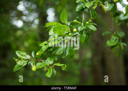 branches with plums starting to grow in springtime, with small fruit and bright green leaves, fruit starting to appear on the branches Stock Photo