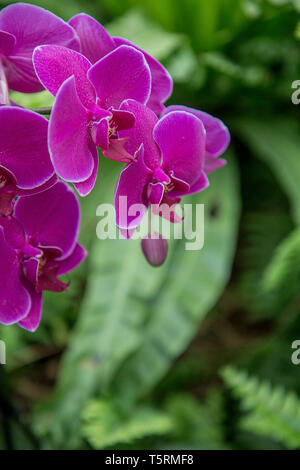 Close up of Purple Orchids, Phalaenopsis aphrodite hybrid in the tropical garden Stock Photo