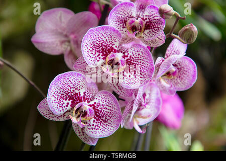 Close up of Purple and White Orchids, Phalaenopsis aphrodite hybrid in the tropical garden Stock Photo
