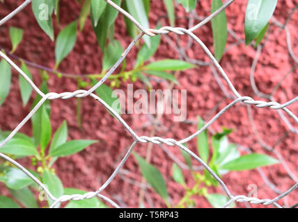 link chain  wire of fence with green leaves and red wall in the background Stock Photo