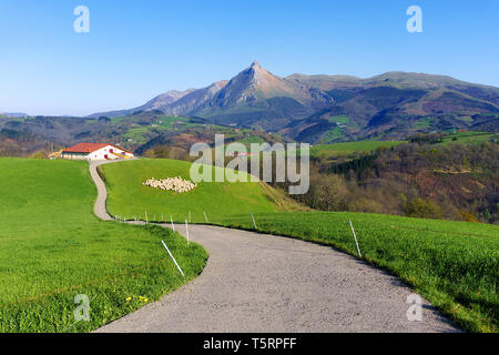 rural landscape of farm with sheep in Lazkaomendi in Gipuzkoa with Txindoki mountain Stock Photo