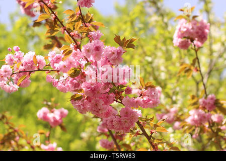 Japanese cherry blossom Stock Photo