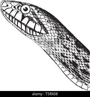 Pine Snake is a nonvenomous species of colubrid endemic to the ...