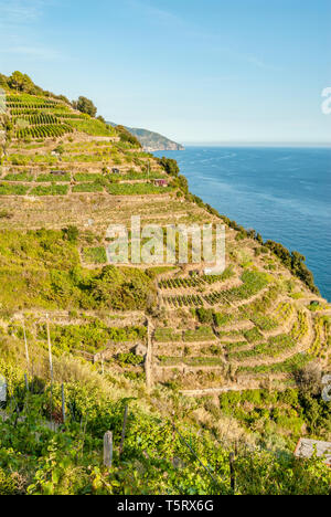 Farming terraces at Parco Naturale Cinque Terre, Monterosso al Mare, Liguria, North West Italy Stock Photo