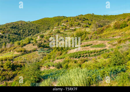 Farming terraces at Parco Naturale Cinque Terre, Monterosso al Mare, Liguria, North West Italy Stock Photo