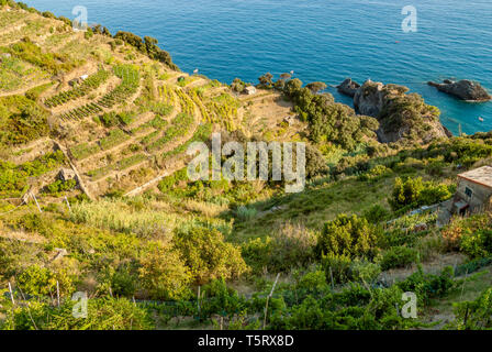 Farming terraces at Parco Naturale Cinque Terre, Monterosso al Mare, Liguria, North West Italy Stock Photo