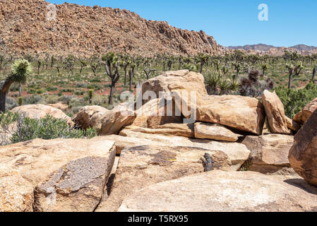 Chuckwalla lizard looking out from between rocks at Joshua Tree National Park. Several joshua trees in bloom in background. Stock Photo