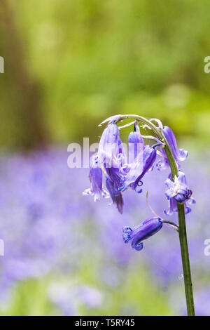 Bluebell in full bloom photographed in macro in St Vincents Wood, Freeland, Oxfordshire