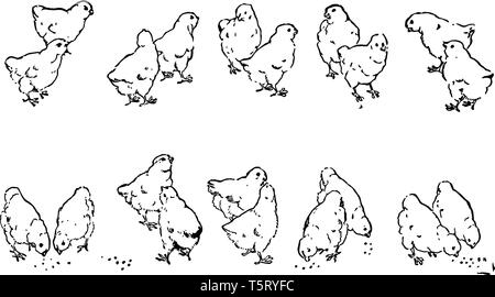 A picture showing twenty chicks. 10 groups of chicks are shown with 2 chicks in each group, vintage line drawing or engraving illustration. Stock Vector