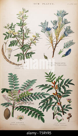 Plate titled 'Gum Plants', from William Rhind's 'The Vegetable Kingdom, 1860 Stock Photo