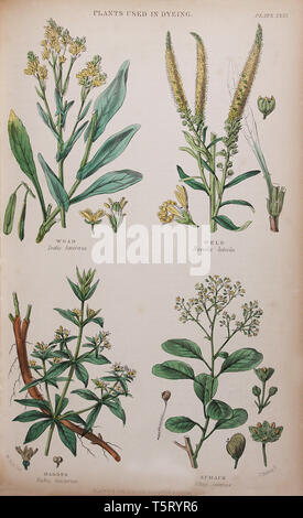 Plate titled 'Plants used in dyeing', from William Rhind's 'The Vegetable Kingdom, 1860 Stock Photo