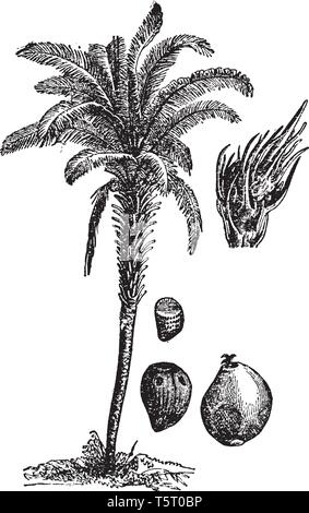 A picture, that's showing a oil palm tree. This plant is very long and thick. The flower and fruit are red its produces palm oil. The leaves are long  Stock Vector