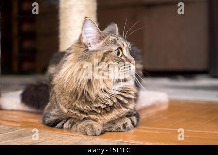 Fluffy beautiful cute cat important lying on the floor at home closeup Stock Photo