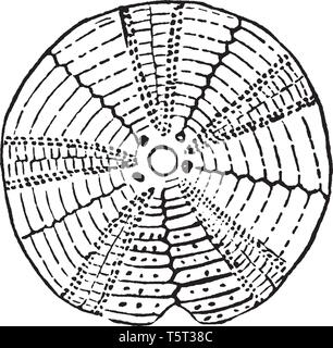 Sea urchins are Echinoderms and their shell is mainly composed of calcareous plates, vintage line drawing or engraving illustration. Stock Vector
