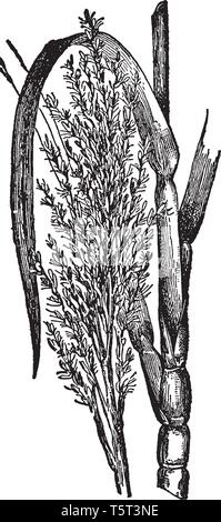 Sugarcane is a very important crop Sugarcane is a very important crop and sugar and jaggery is prepared from sugarcane, vintage line drawing or engrav Stock Vector