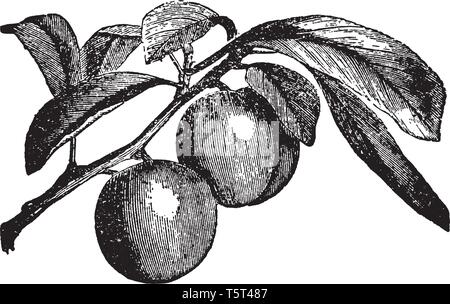 A class of fruit trees belonging to the same genus as the apricot, almond, peach, and cherry, and cultivated in all countries, vintage line drawing or Stock Vector