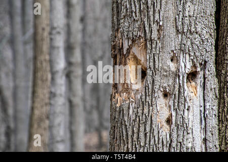unique face pattern made by woodpecker in tree trunk Stock Photo