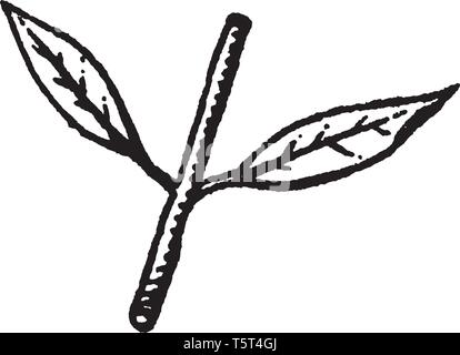 In this image, leaflets are opposite to each other at same level on stalk, vintage line drawing or engraving illustration. Stock Vector