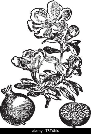 This image shows flowers of pomegranate plant, vintage line drawing or engraving illustration. Stock Vector