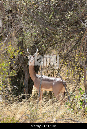 giraffe gazelle, Giraffengazellen, Litocranius walleri walleri, zsiráfnyakú gazella, gerenuk Stock Photo