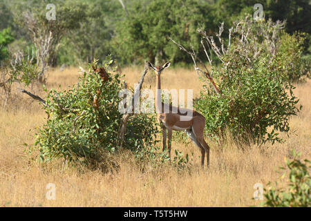 giraffe gazelle, Giraffengazellen, Litocranius walleri walleri, zsiráfnyakú gazella, gerenuk Stock Photo