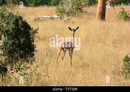 giraffe gazelle, Giraffengazellen, Litocranius walleri walleri, zsiráfnyakú gazella, gerenuk Stock Photo