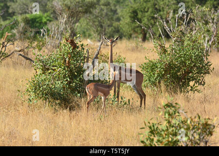 giraffe gazelle, Giraffengazellen, Litocranius walleri walleri, zsiráfnyakú gazella, gerenuk Stock Photo