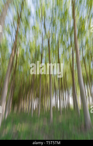 Abstract motion blur of trees in a forest - long exposure Stock Photo