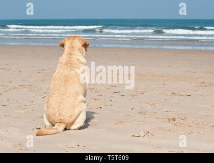 Golden labrador dog on beach looking out to sea Stock Photo