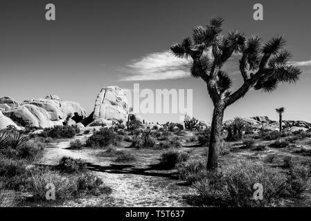 Black and white Joshua Tree landscape with hiking trail and rock formation in Hidden Valley area of the National Park. Stock Photo