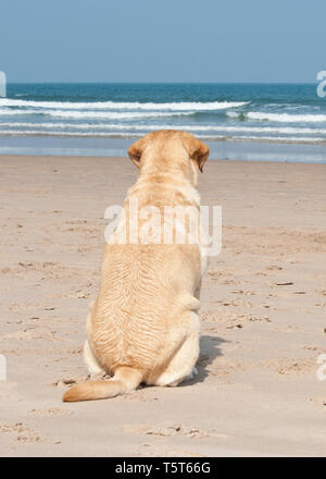 Golden labrador dog on beach looking out to sea Stock Photo