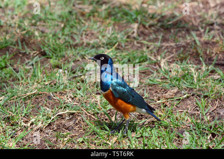 superb starling, Dreifarben-Glanzstar, Lamprotornis superbus, pompás fényseregély, háromszínű fényseregély Stock Photo