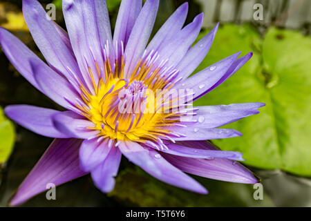 A close up of a purple sea rose with yellow center and drops of water on the leaves. Stock Photo