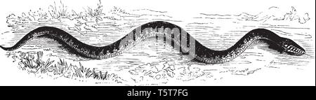 Snake slithering is a snake slithering on the ground, vintage line drawing or engraving illustration. Stock Vector