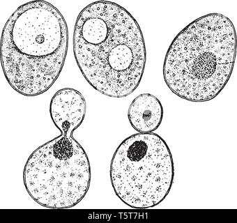 A picture showing a bit of Common Yeast Cake when mixed with Water and examined under the Microscope, vintage line drawing or engraving illustration. Stock Vector