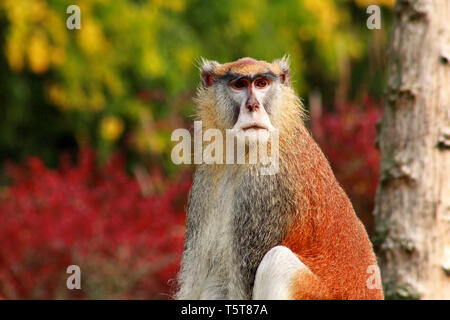 Portrait of a monkey is sitting, resting and posing on branch of tree in garden. Patas monkey is type of primates, tropical exotic wild animals. Stock Photo