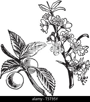 A picture shows the branch of Sloe Plant and its fruits. It produces small plum-like fruits known as 'drupes' in autumn which are often mis-described Stock Vector