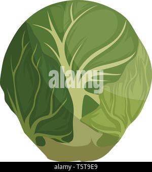 Green brussel sprout cartoon vector illustration of vegetables on white background. Stock Vector