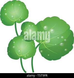 Green water cress leafs vector illustration of vegetables on white background. Stock Vector