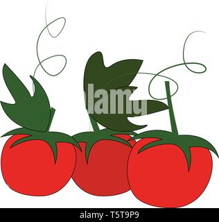 Three red cherry tomatoes with green leafs and petiol vector illustration on white background. Stock Vector