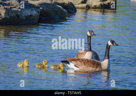 Canada Geese parents (Branta canadensis) swimming with young goslings in pond, Aurora Colorado US. Photo taken in May.